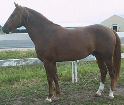 Quarter Horse  Parker, CO