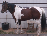 Registered paint horse