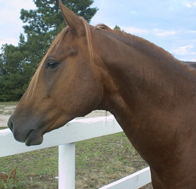 Hollywood Jac 86 Parker, CO